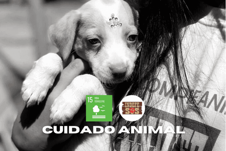 Os Indefesos - Thumbnail 1